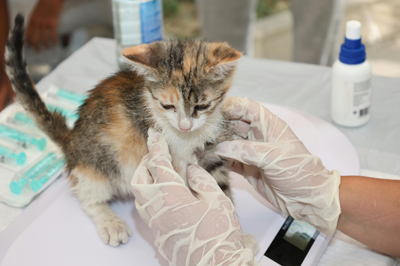 Being a veterinarian is a high-demand profession, and it often requires dedication, years of study, and long, stressful shifts.